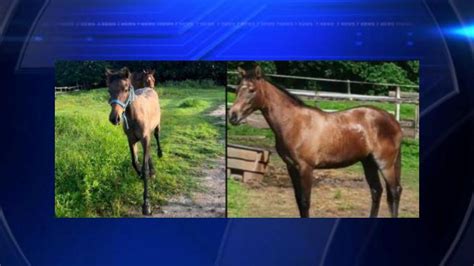 $25K reward offered by Animal Recovery Mission for information on stolen horses in Southwest Ranches